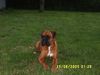 Boxer Hund