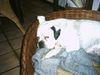 Boxer Hund
