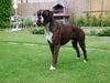 Boxer Hund