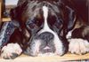 Boxer Hund