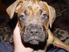 Boxer Foto: Bubba und Gina (ID 16612) Boxer Hund