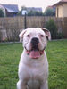 Boxer Foto: CESCO (ID 39298) Boxer Hund