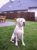 Boxer Foto: CESCO (ID 39300) Boxer Hund