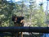 Boxer Hund