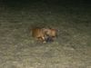 Boxer Foto: die leila (ID 34424) Boxer Hund