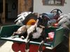 Boxer Hund