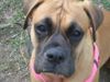 Boxer Hund