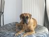 Boxer Hund