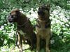 Boxer Hund