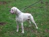 Boxer Foto: Mein weißer Boxer Bommel (ID 35300) Boxer Hund