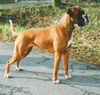 Boxer Foto: Chanel (ID 34158) Boxer Hund