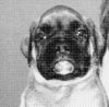 Boxer Foto: Chico v.d. Weibertreu (ID 33341) Boxer Hund