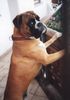 Boxer Hund
