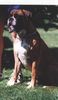 Boxer Hund