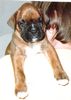 Boxer Foto: Cliff v.d. Weibertreu (ID 33923) Boxer Hund