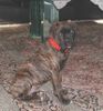 Boxer Hund
