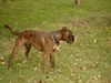 Boxer Hund