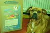 Boxer Hund