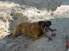 Boxer Foto: Camping (ID 40246) Boxer Hund