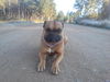 Boxer Foto: Mein alles geliebter Ferris (ID 40306) Boxer Hund
