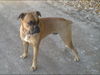 Boxer Foto: Bin ich nicht ein hüpscher???? (ID 40308) Boxer Hund