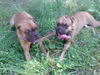 Boxer Foto: Ferris und sein Kumpel...zum verwechseln ähnlich! (ID 40309) Boxer Hund
