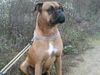 Boxer Foto: Mein Baby Ferris (ID 40307) Boxer Hund