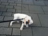 Boxer Foto (ID 30469) Boxer Hund
