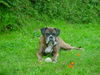 Boxer Foto: Annabell im Garten (ID 40240) Boxer Hund