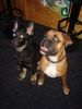 Boxer Foto: Kiara (ID 37554) Boxer Hund