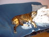 Boxer Foto: Mittagsschlaf (ID 40243) Boxer Hund