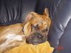 Boxer Foto: BUBBA 2004 (ID 17578) Boxer Hund
