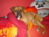 Boxer Foto: Gizmo, 11 Monate (ID 36402) Boxer Hund