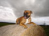 Boxer Foto: Gizmo 1,5 Jahre (ID 40031) Boxer Hund