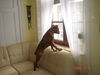 Boxer Foto: Sly passt mal auf das keiner kommt! (ID 35974) Boxer Hund
