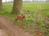 Boxer Foto: Sly 6 Monate alt, boah ist er gewachsen (ID 31268) Boxer Hund