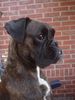 Boxer Hund
