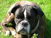 Boxer Foto: Schönste Hündin im Norden?!? (ID 17984) Boxer Hund
