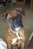 Boxer Foto: meine Joey (ID 44595) Boxer Hund