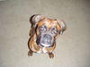 Boxer Foto: Was Ist?????????? (ID 44596) Boxer Hund
