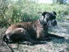 Boxer Hund