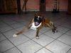 Boxer Hund