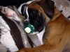 Boxer Hund