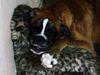 Boxer Hund