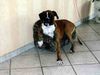 Boxer Hund