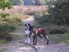 Boxer Hund