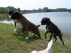 Boxer Hund
