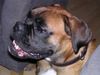Boxer Hund