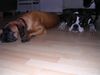 Boxer Hund