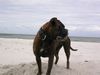 Boxer Hund